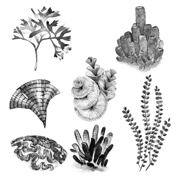 图形的珊瑚集。纹身艺术或 t 恤水族馆概念设计孤立在白色背景. — 图库照片