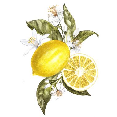 Yaprak, sarı limon ve çiçekler ile suluboya limon ağacı dalı. El tasarımınız için suluboya öğeleri çekilmiş. Beyaz izole.