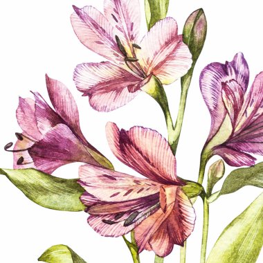 Suluboya çizimde Alstroemeria çiçek tomurcuğunun öğretisi. Çiçek çiçek kartı. Botanik illüstrasyon.