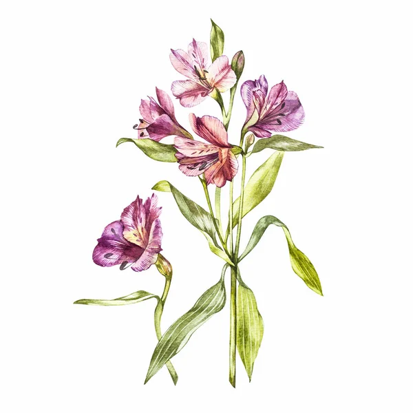 Illustrazione in acquerello di un fiore di Alstroemeria. Biglietto floreale con fiori. Illustrazione botanica . — Foto Stock