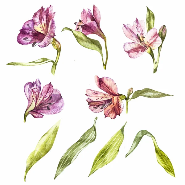Conjunto de ilustraciones de acuarela de flores de lirio. Ilustración botánica . —  Fotos de Stock