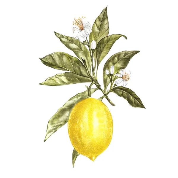 Yaprak, sarı limon ve çiçekler ile suluboya limon ağacı dalı. El tasarımınız için suluboya öğeleri çekilmiş. Beyaz izole.