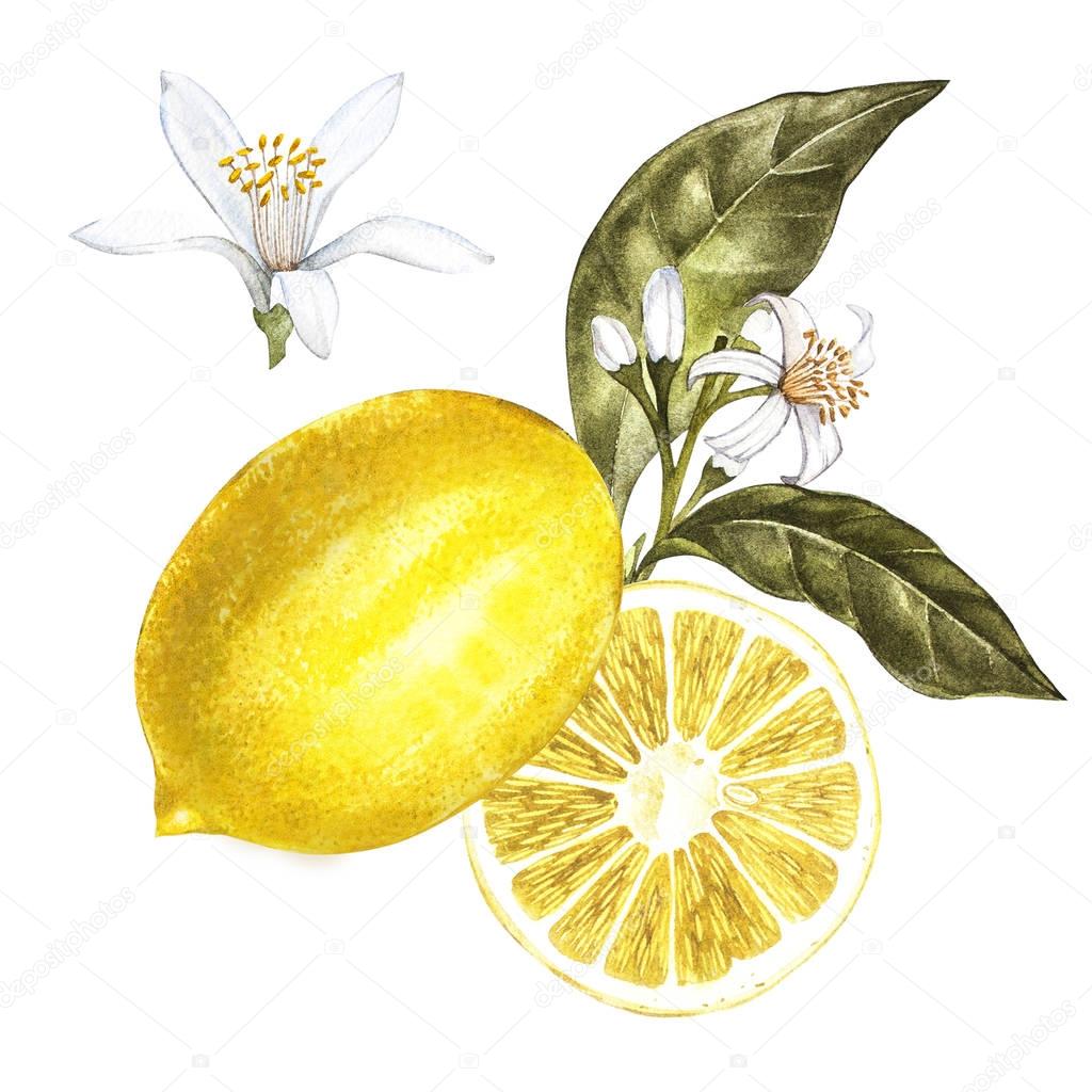 Fresh watercolor lemon with flowers. Hand drawn botanical illustration.
