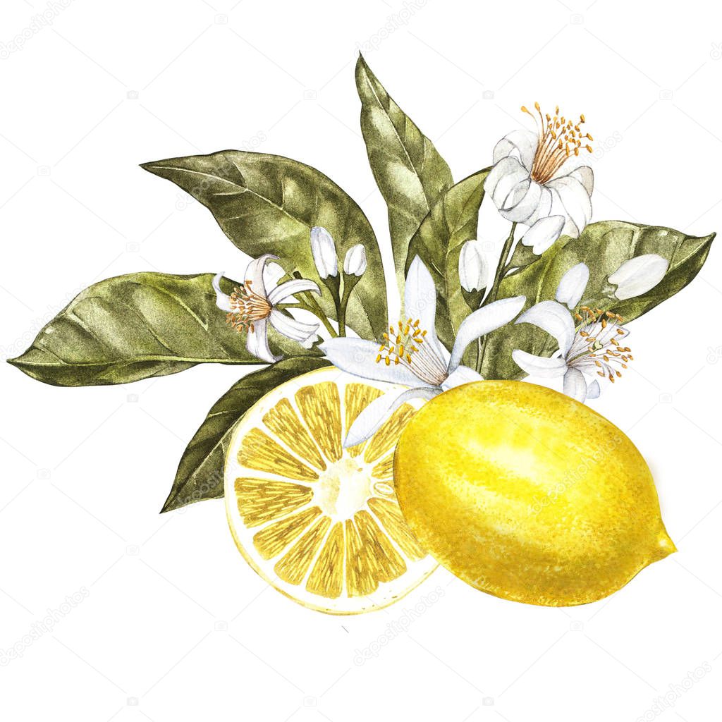 Branch of watercolor lemon tree with leaves, yellow lemons and flowers. Hand drawn watercolor elements for your design. Isolated on white.