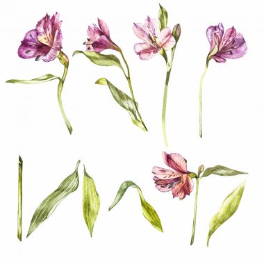 Lily çiçek suluboya çizimler ayarlayın. Botanik illüstrasyon.