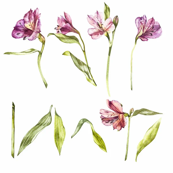 Versetzte Aquarell-Illustrationen von Lilienblüten. botanische Illustration. — Stockfoto