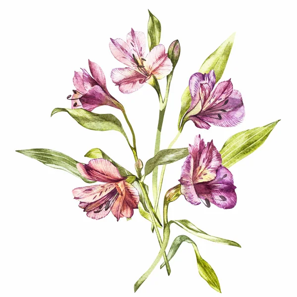 Illustrazione in acquerello di un fiore di Alstroemeria. Biglietto floreale con fiori. Illustrazione botanica . — Foto Stock