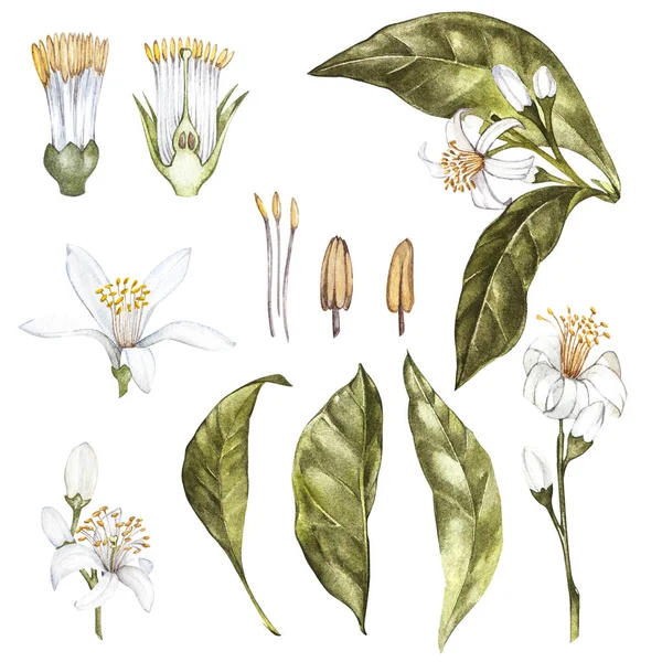 Set di acquerello disegnato a mano illustrazione botanica di limoni freschi gialli. Elemento per la progettazione di inviti, manifesti cinematografici, tessuti e altri oggetti. Isolato su bianco . — Foto Stock