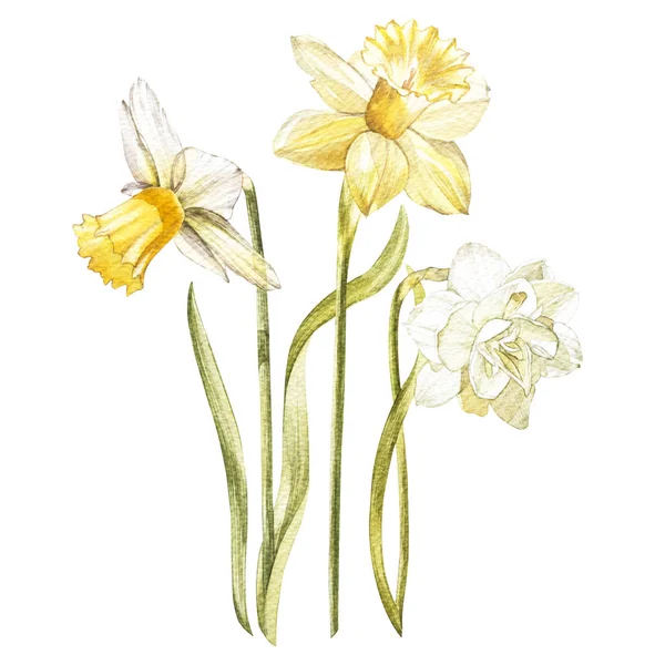 Illustration in watercolor of a Narcissus flower blossom. Floral card with flowers. Botanical illustration. — Stock Photo, Image