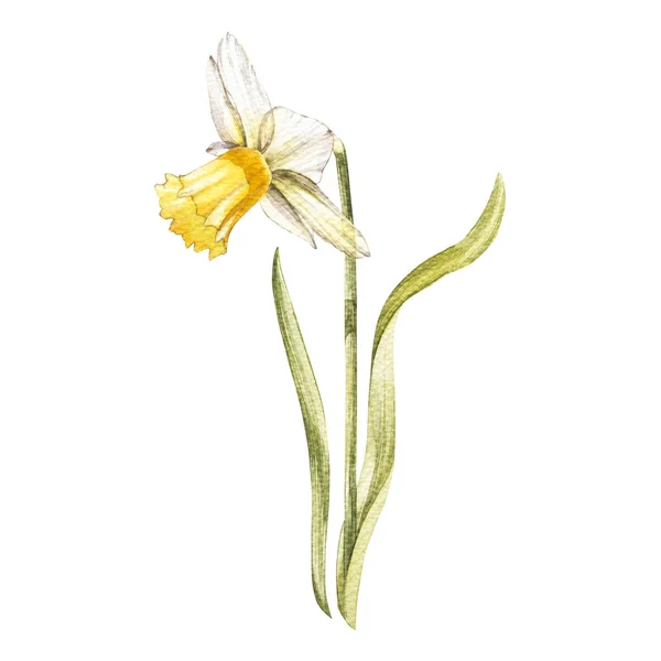 Ilustracja w akwarela Narcissus kwiat kwitnąć. Karta kwiatowy kwiaty. Ilustracja botaniczna. — Zdjęcie stockowe