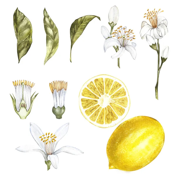 新鮮な黄色レモンの手描き水彩植物イラストのセット。招待状、映画のポスター、ファブリックや他のオブジェクトのデザインのための要素。白に隔離された. — ストック写真