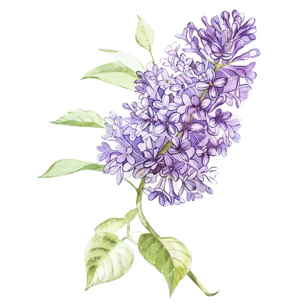 一朵丁香花盛开的水彩插图。用花的花艺卡。植物插图. — 图库照片