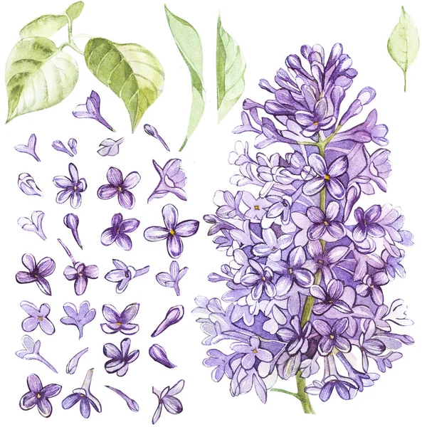 Set of hand drawn watercolor botanical illustration of Lilac. Element for design of invitations, movie posters, fabrics and other objects. Isolated on white. — Stock Photo, Image