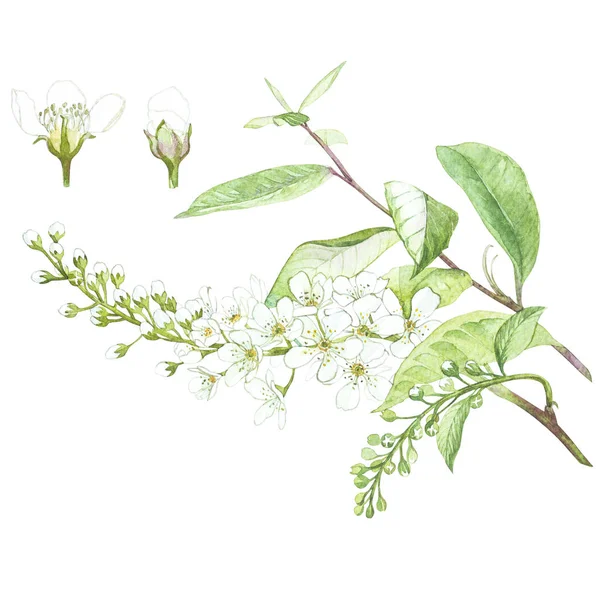 Illustration in Aquarell von Vogel-Kirschbaum Blume. Blumenkarte mit Blumen. botanische Illustration. — Stockfoto