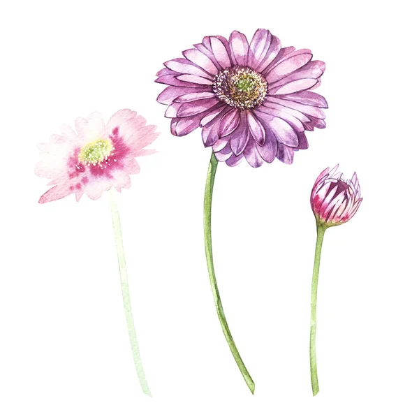 Illustration in watercolor of Gerbera flower. Floral card with flowers. Botanical illustration. — Stock Photo, Image
