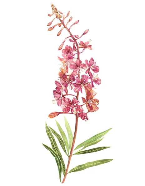 Willow nerb suluboya içinde Illustration. Çiçek çiçek kartı. Botanik illüstrasyon.