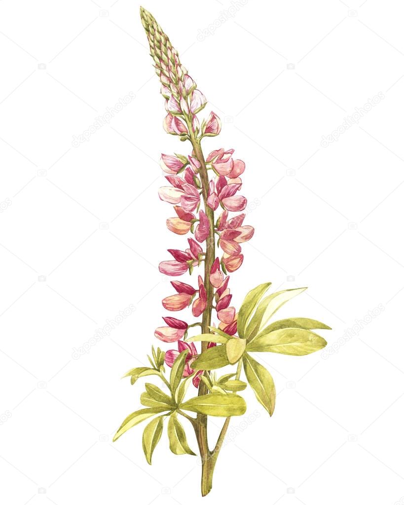 Illustration in watercolor of Lupine flower. Floral card with flowers. Botanical illustration.