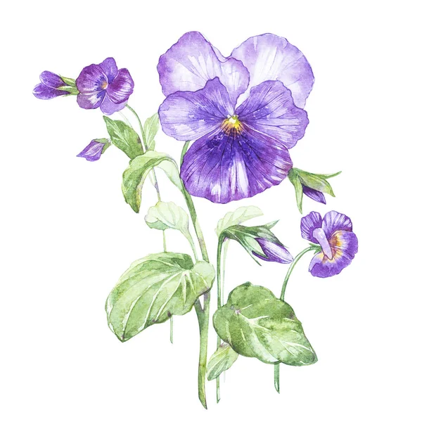 Ilustración en acuarela de Pansy flower. Tarjeta floral con flores. Ilustración botánica . — Foto de Stock