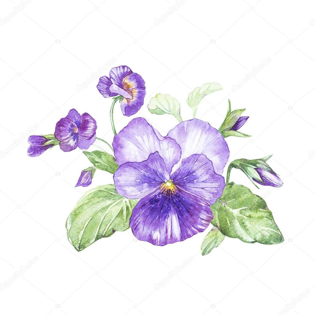 Illustration in watercolor of Pansy flower. Floral card with flowers. Botanical illustration.