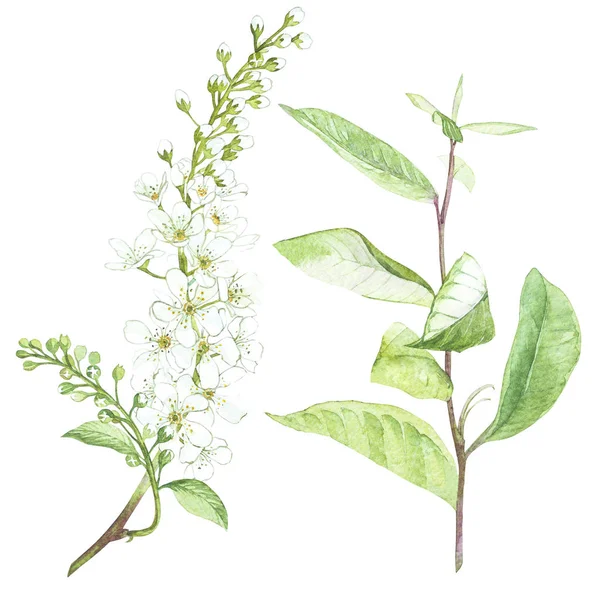 Suluboya çizimde kuş-kiraz ağacı çiçek. Çiçek çiçek kartı. Botanik illüstrasyon.