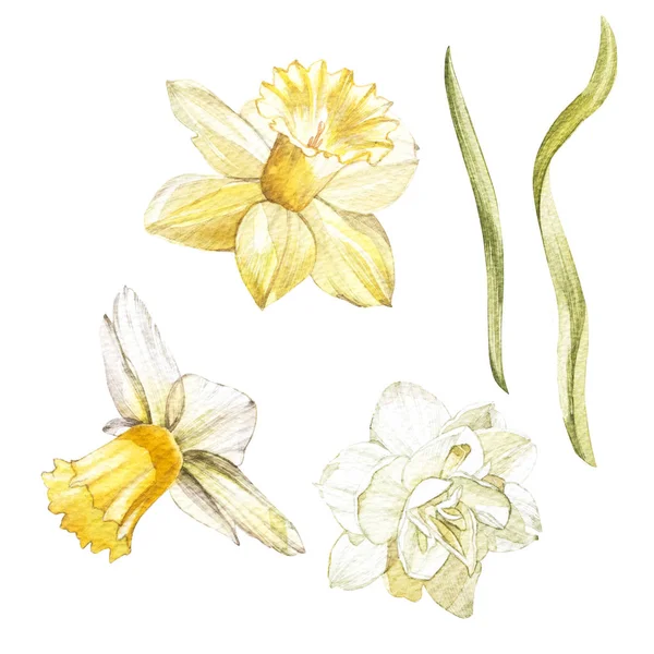 Set of hand drawn watercolor botanical illustration of fresh yellow Narcissus. Element for design of invitations, movie posters, fabrics and other objects. Isolated on white. — Stock Photo, Image