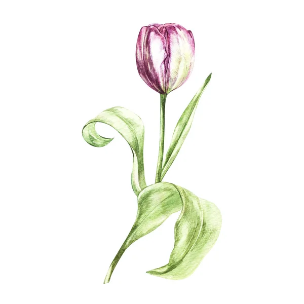 Illustration in watercolor of a Tulips flower. Floral card with flowers. Botanical illustration. — Stock Photo, Image