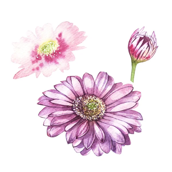 Illustration in watercolor of Gerbera flower. Floral card with flowers. Botanical illustration. — Stock Photo, Image