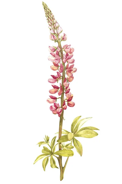 Ilustración en acuarela de flor de Lupine. Tarjeta floral con flores. Ilustración botánica . — Foto de Stock