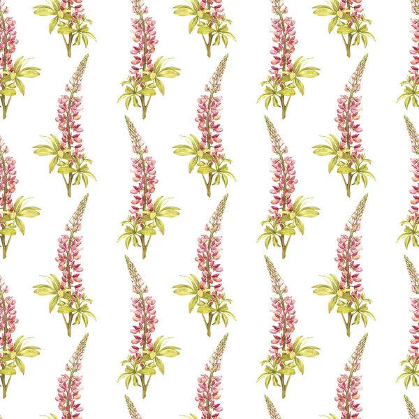 Suluboya çizimde acı bakla bir çiçek. Çiçek çiçek kartı. Botanik illüstrasyon seamless modeli.