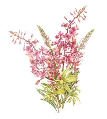 Bahar çiçekleri Willow-nerb ve acı bakla ağaç beyaz arka plan üzerinde izole. Suluboya elle çizilmiş illüstrasyon.