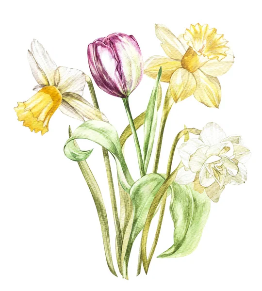 Bahar çiçekleri nergis ve beyaz arka plan üzerinde izole Lale. Suluboya elle çizilmiş illüstrasyon. — Stok fotoğraf