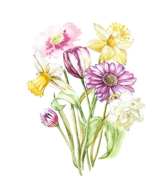 Spring flowers narcissus and tulip, Gerbera isolated on white background. Watercolor hand drawn illustration. — Stock Photo, Image
