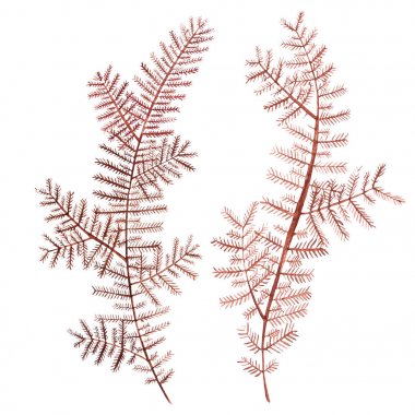 Yosun deniz hayat nesne beyaz arka plan üzerinde izole. Suluboya el boyalı resimde çekilmiş. Sualtı suluboya arka plan illüstrasyon.