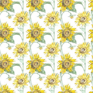 Suluboya çizimde bir ayçiçeği. Çiçek çiçek kartı. Botanik illüstrasyon seamless modeli.