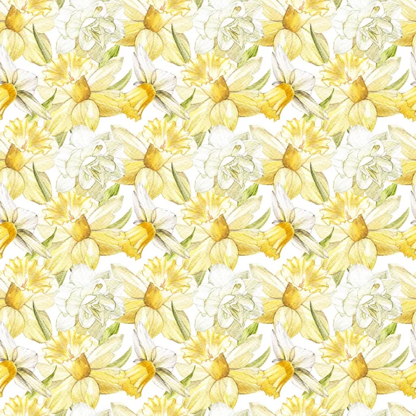 水仙の花の水彩画のイラスト。花と花のカードです。植物イラストのシームレス パターン. — ストック写真