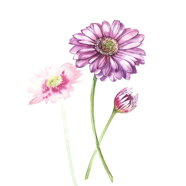 Illustration in watercolor of Gerbera flower. Floral card with flowers. Botanical illustration. — Stock Photo, Image