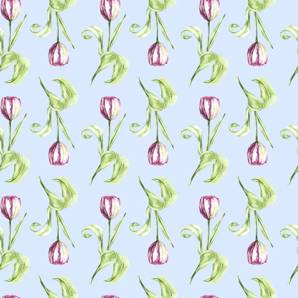 Illustration in watercolor of a Tulips flower. Botanical illustration seamless pattern. — Stock Photo, Image