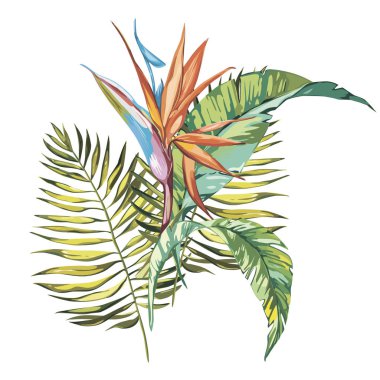 Tropik çiçekler STERLİÇYA beyaz arka plan üzerinde izole. EPS 10
