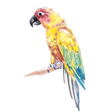 Papağan suluboya illüstrasyon izole beyaz arka plan üzerinde.