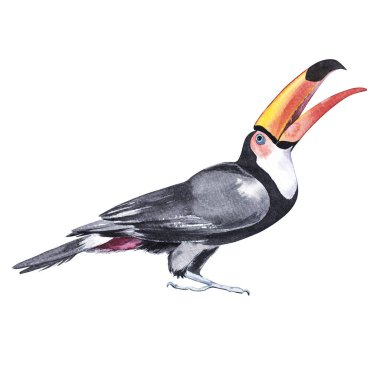 Siyah toucan suluboya illüstrasyon izole beyaz arka plan üzerinde.