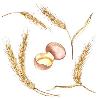 Bir yumurta ve buğday birlikte illüstrasyon elle çizilmiş sulu boya boyalı. Beyaz arka plan üzerinde izole
