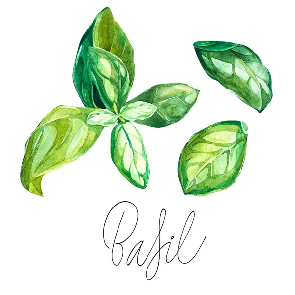 Basil inställd. Botaniska ritning av en basilika Leavers. Vacker akvarell illustration av kryddväxter som används för matlagning och garnera. Isolerad på vit bakgrund. — Stockfoto