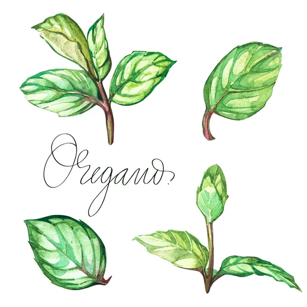 Oregano. Botaniska ritning av en oregano. Vacker akvarell illustration av kryddväxter som används för matlagning och garnera. Isolerad på vit bakgrund. — Stockfoto