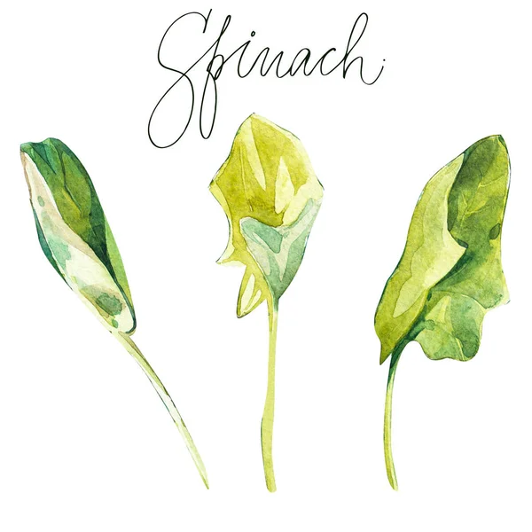 Disegno botanico di uno spinacio. Acquerello bella illustrazione di erbe culinarie utilizzate per cucinare e guarnire. Isolato su sfondo bianco . — Foto Stock