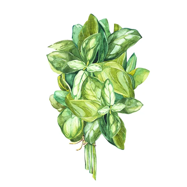 Botaniska ritning av en basilika Leavers. Vacker akvarell illustration av kryddväxter som används för matlagning och garnera. Isolerad på vit bakgrund. — Stockfoto