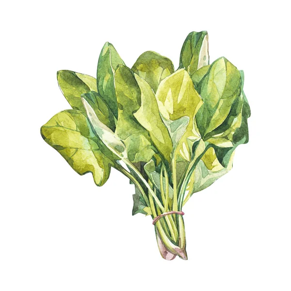 Botanical drawing of a spinach. Watercolor beautiful illustration of culinary herbs used for cooking and garnish. Isolated on white background. — Stock Photo, Image