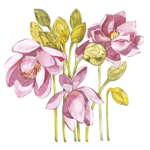 插图在水彩画中的百合花。用花的花艺卡。植物插图. — 图库照片