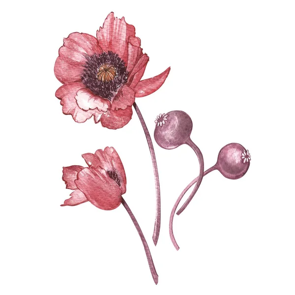 在水彩画中的罂粟花花的插图。用花的花艺卡。植物插图. — 图库照片