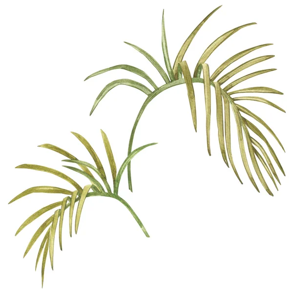 Aquarell isolierte Illustration der Komposition tropischer Blätter auf weißem Hintergrund. — Stockfoto