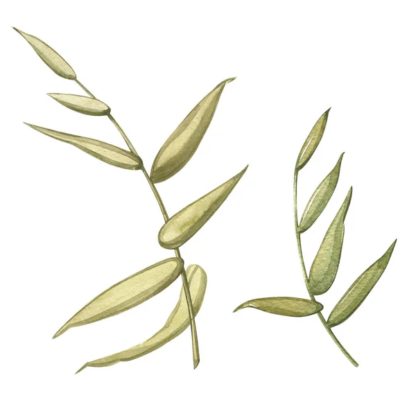 Ακουαρέλα απομονωμένες εικονογράφηση βάλτο φυτά σύνθεση σε λευκό φόντο. — Φωτογραφία Αρχείου